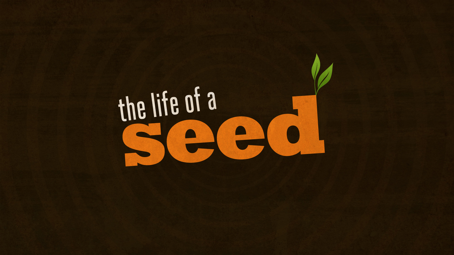 Life of a Seed